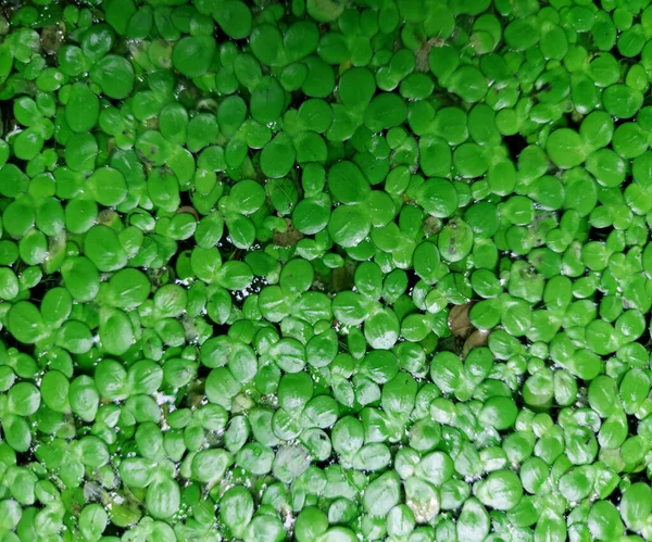 Vista Ravvicinata Della Lemna Minore Comune Duckweed — Foto Stock