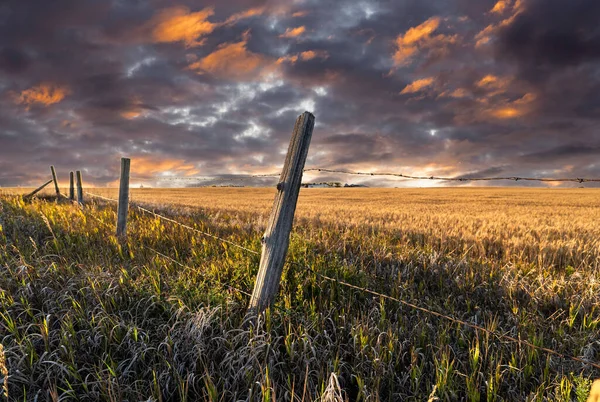 Plot Ostnatého Drátu Pšeničném Poli Kanadských Prairies Okrese Wheatland Alberta — Stock fotografie