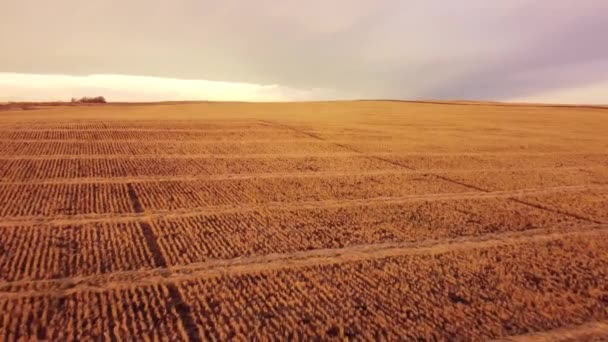 Aerial Fly Golden Crop Stubble Sunrise Canadian Prairies — Stock Video