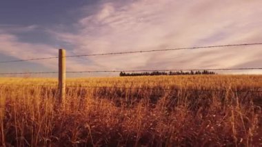 Rockyview County Alberta Canada 'da hasat edilen bir arazide dikenli tel örgülerin gündoğumu takip hareketi.