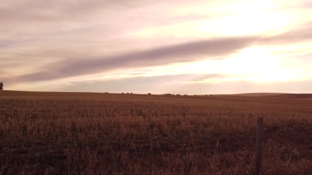 Aerial Tilt Reveal Wheat Field Grazing Cattle — Stock Video