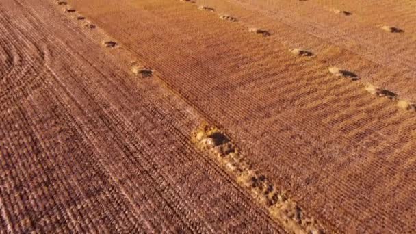 Kanada Bozkırlarında Hasat Edilen Buğday Tarlasının Havadaki Eğimi Ortaya Çıktı — Stok video