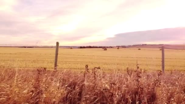 ロックビュー郡のアルバータ州草原の有刺鉄線フェンスと丸い干し草の山の球に沿って喘ぐ動き — ストック動画