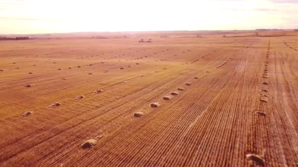 Letecký Let Nad Sklizeným Pšeničným Polem Vzdálenými Zvedáky Čerpadel Ropy — Stock video