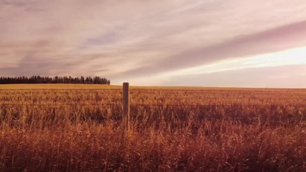 Aerial Barbed Wire Fence Tracking Motion Prairie Fields — Stock Video