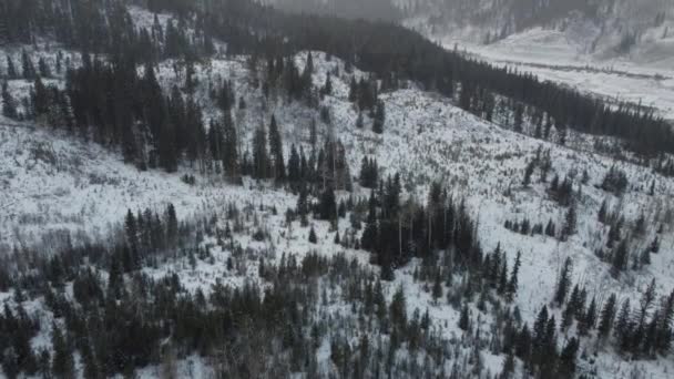 Morning Aerial Tilt Reveal Winter Mountains Tree Tops Snowfall — Stockvideo