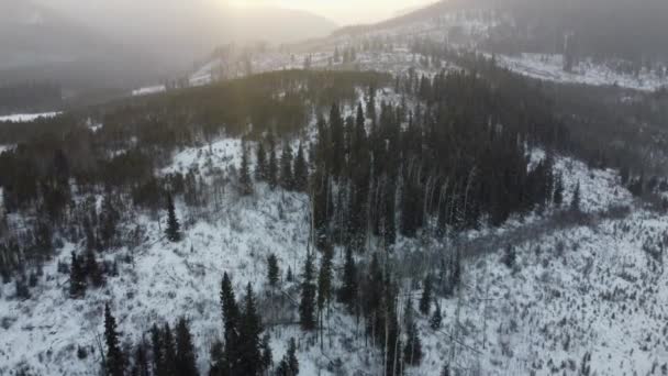 Aerial Sunrise Tree Plantation Tilt Reveal Snowfall — Stockvideo