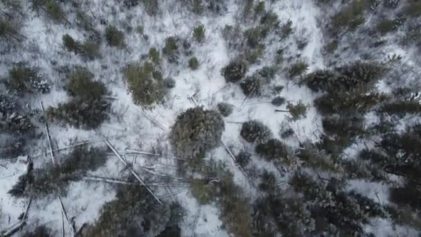 겨울눈이 내리는 동안높은 공중에서 소나무를 내려다볼 수있다 — 비디오