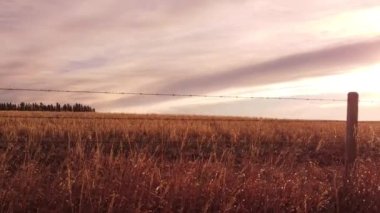 Rocky View County Alberta 'da dikenli teller ve inek tarlaları boyunca hava aracı yükseliyor.