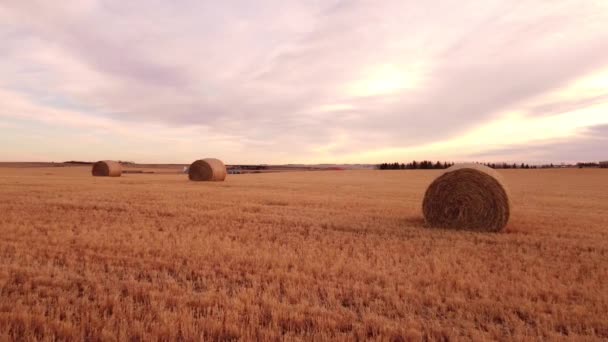 Vuelo Aéreo Través Campo Fardos Redondos Heno Las Praderas Canadienses — Vídeo de stock