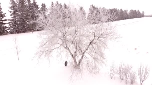 Аэросъемка Качелей Свисающих Покрытого Морозом Дерева Холодный Зимний День — стоковое видео