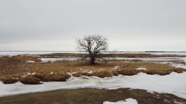Воздушное Вращение Вокруг Одинокого Дерева Изолированного Острове Прерий Окружении Замерзшей — стоковое видео