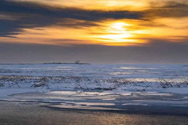 Manhã Nascer Sol Sobre Lago Canadense Inverno Com Gramíneas Congeladas — Fotografia de Stock