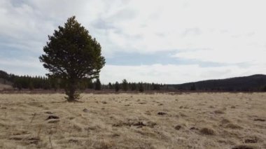 Alberta Kanada 'daki çim tarlasına dağılmış inek turtaları üzerinde alçak uçuş.