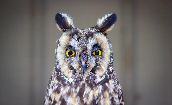 Long Eared Owl Standing Perch Birds Prey Wildlife Rehabilitation Centre — Stok fotoğraf