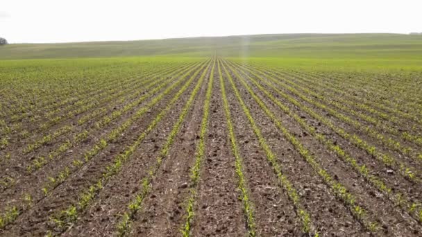 Aerial Rise Rows New Growth Wheat Fields Canadian Prairies Producing — Stok video