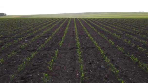 Slow Aerial Low Flight Speed Rows New Growth Crops Growing — Stok video