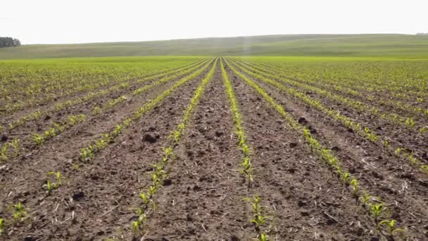 Tracking Motion Seeded Wheat Field Young Plants Sgrowing Fertile Soil — Stock video