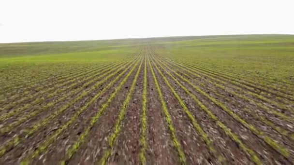 High Speed Low Flight Rows New Growth Crops Growing Canadian — Vídeo de stock