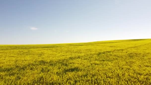 Fast Aerial Flight Yellow Canola Field Blooming Canadian Prairies — Vídeo de Stock
