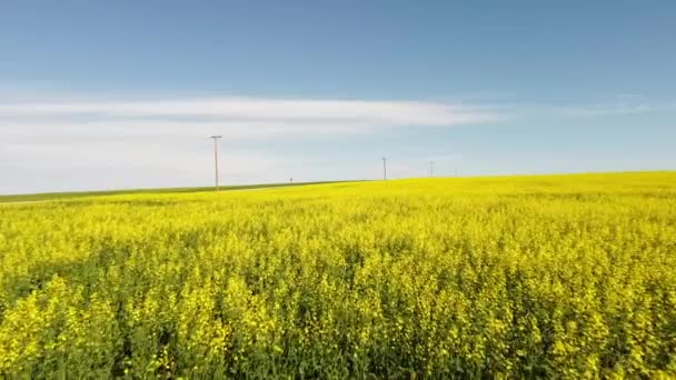 Aerial Tracking Yellow Canola Field Blooming Distant Telephone Poles Canadian — Stockvideo