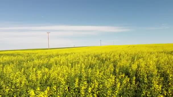 Aerial Sideways Tracking Yellow Canola Field Blooming Distant Telephone Poles — Wideo stockowe