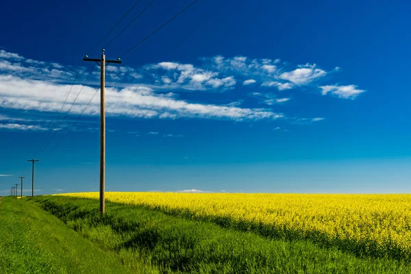 Row Wooden Telephone Poles Standing Tall Blooming Yellow Canola Field — Stockfoto