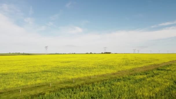 Aerial Tracking Motion Blooming Yellow Rapeseed Fields Tall Steel Transmission — Vídeo de Stock