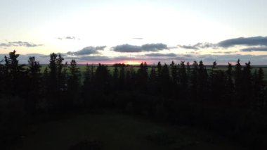Rocky View County Alberta Kanada 'daki sarı kanola tarlaları ve buğday tarlalarıyla Kanada' daki ağaçların üzerinden yükselen Arial gün batımı..