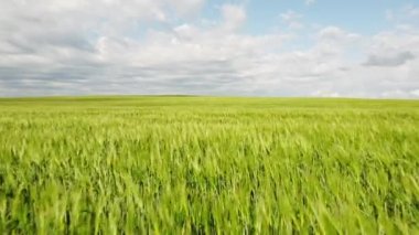 Low aerial flight over wheat fields blowing in the wind on the Canadian prairies in Rocky View County Alberta.