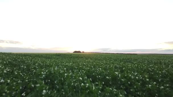 Aerial Flight Field Pea Crop Sunset Being Grown Canadian Farmers — стоковое видео