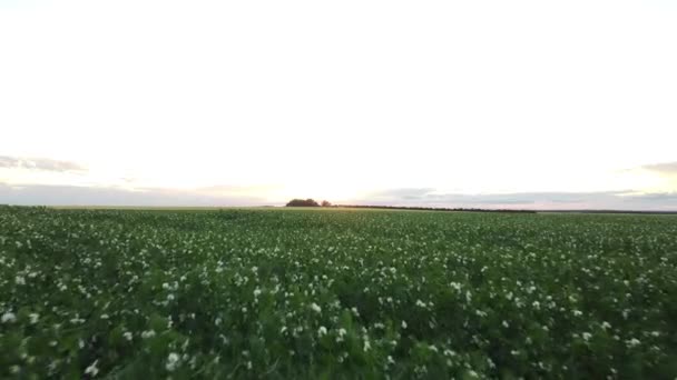 Aerial Flight Field Pea Crop Sunset Being Grown Canadian Farmers — Αρχείο Βίντεο