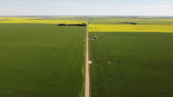 High Aerial Tilt Reveal Rural Gravel Road Yellow Canola Fields — ストック動画