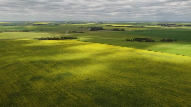 High Aerial Tilting Shot Canola Fields Wheat Fields Growing Canadian — Stockvideo