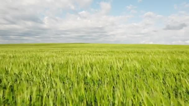 Low Aerial Flight Wheat Fields Blowing Wind Canadian Prairies Rocky — 图库视频影像