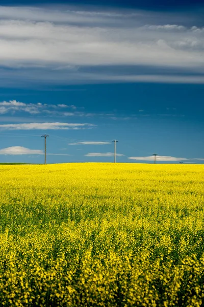 Row Wooden Telephone Poles Stand Tall Blooming Yellow Canola Field — Stockfoto