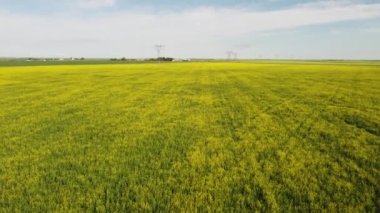 Slow aerial tilting shot toward a row of tall electrical steel transmission towers over yellow mustard seed fields on the Canadian Prairies.