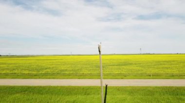 Parallax spin around a telephone pole on a rural gravel road with distant mustard seed fields waving in the wind.