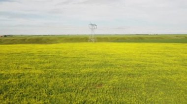 Slow aerial flight toward tall electrical steel transmission tower over yellow mustard seed fields on the Canadian Prairies.