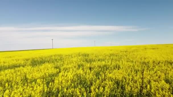 Fast Aerial Rise Blooming Mustard Seed Fields Canadian Prairies Distant — Wideo stockowe