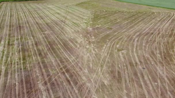 Harvested Hay Field Aerial Tilt Revealing Shot Tractor Vehicle Tracks — Video