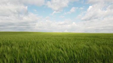 Slow tracking aerial shot over wheat field on a windy day in Rocky View County Alberta Canada.