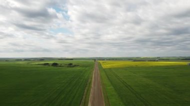 High aerial shot over a rural gravel road with yellow canola fields and wheat fields near harvest on the Canadian prairies.