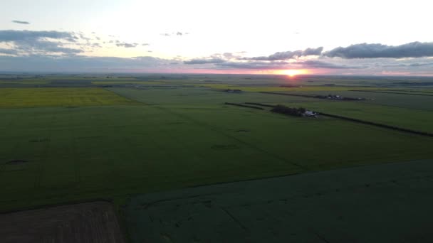 High Aerial Turning Motion Shot Canola Fields Wheat Fields Growing — Stockvideo