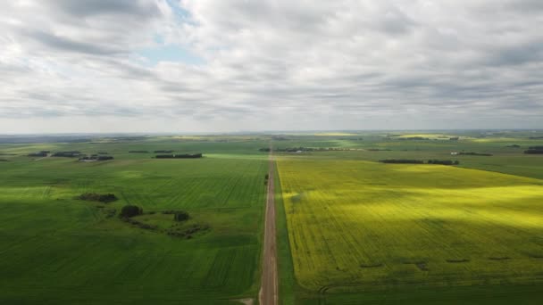 High Aerial Shot Rural Gravel Road Yellow Canola Fields Wheat — Stockvideo