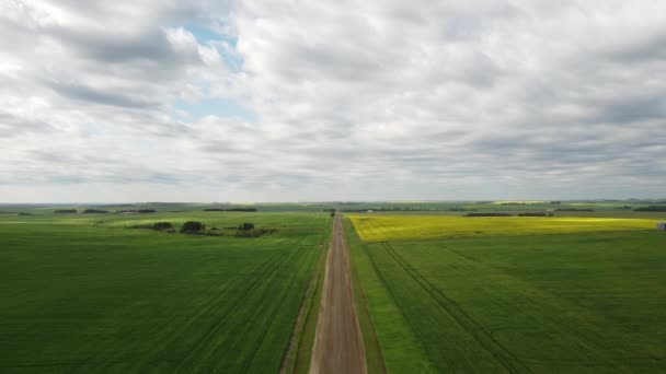 High Aerial Shot Rural Gravel Road Yellow Canola Fields Wheat — Vídeo de Stock