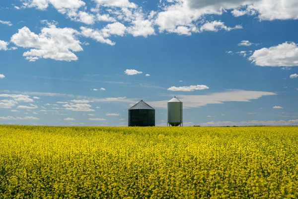 Grain Silos Standing Rolling Hills Canola Plants Canadian Prairies Bountiful — Stockfoto