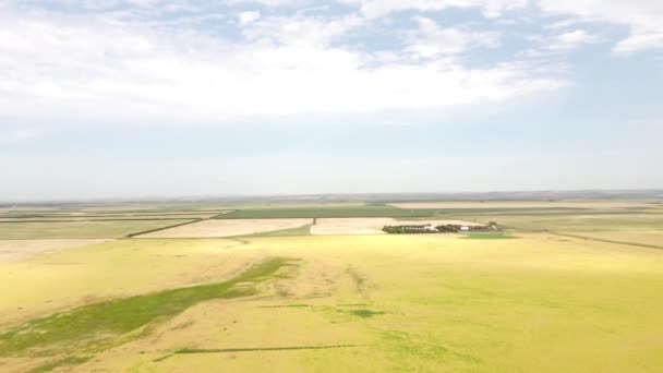 Aerial Field Peas Dried Out Ready Harvest Alberta Prairies — Vídeos de Stock