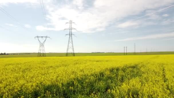 Tracking Shot Blooming Mustard Seed Field Transformer Towers Connected Electricity — Vídeos de Stock