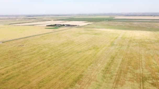 Aerial Field Peas Dried Out Ready Harvest Canadian Prairies Kneehill — Stockvideo